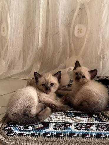 siam pisiyi haqqinda: Siam — 6