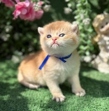 Кошки: Шотладская вислоухая — 7