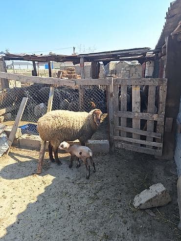 iri buynuzlu heyvan: 1ci qarındı hələ diş dəyişməyib toxludu iri heyvandı balası dişdi — 2