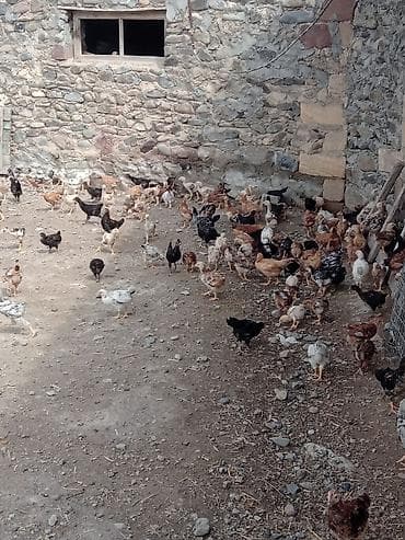 at aliram: Toyuq cücələri, Ətlik, Ünvandan götürmə — 2