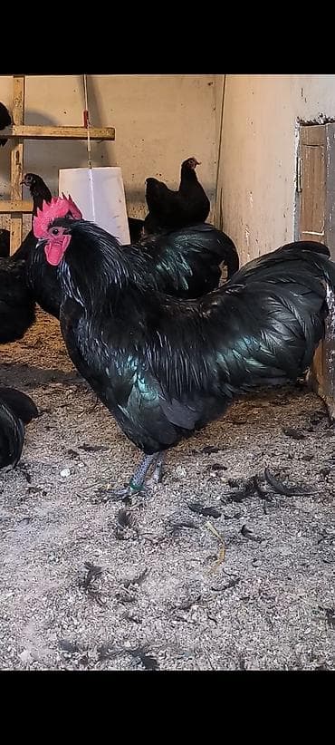 qaz toyuq: Toyuq, Australorp, Damazlıq — 2