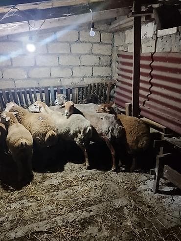 qara mal: Qoyunlar, qoçlar — 5