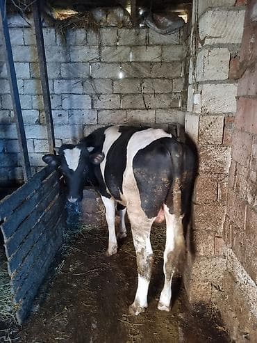 cuce ve xoruz temsili: Inəklər, öküzlər — 1