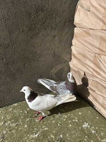 Iran Khodro: Qiymet sondu 2 side erkeydi — 3