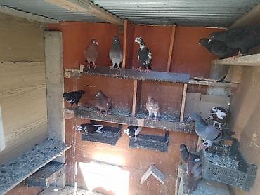 Salam 14 dənə quşdur fikiri cidi olanlar vatşapa yazsın vidyolarını
