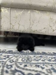 собака шпиц: купить: Шпиц, 2 месяца, Самец, Самовывоз — 5