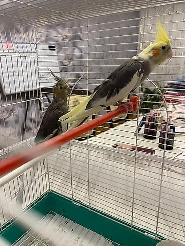 qizil qus: Nimfa (Cockatiel) papuqayları – cüt Babacık deyir,müxtəlif mahnılar — 2