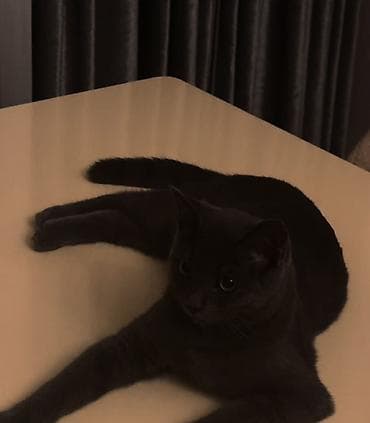 pisik adlari rusca: Rus mavi, Erkək, Yaxşı əllərə, Pulsuz çatdırılma — 2