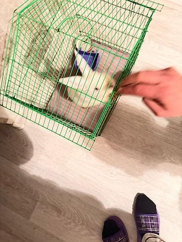 qəfəs: Yaşıl metal qəfəs – dovşan, gəmirici və ya xırda ev heyvanları üçün - — 5