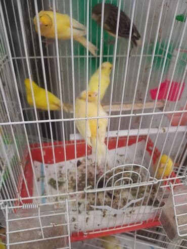 amadin yuvası: Erkeyler 1 eded 70m ela oxuyurlar — 3