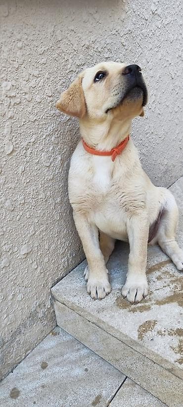İtlər: Labrador-retriver, 3 ay, Dişi, Ünvandan götürmə — 3