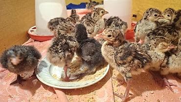 Hinduşkalar: 🥚 Damazlıq yumurta 2.50 🐥 Sağlam və aktiv balalar 7.50 manat ✅ Güclü — 8