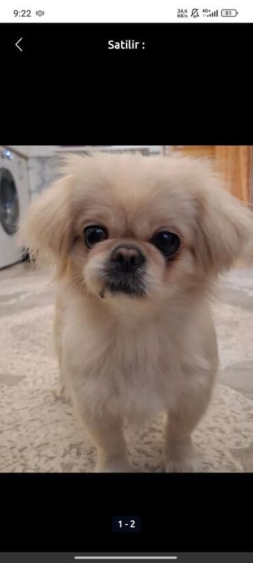 xaski itlər: Pekines, 3 il, Dişi, Sənədli, Ünvandan götürmə — 1