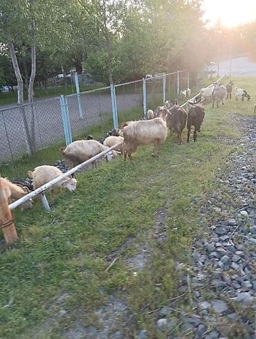 pitbul balaları: Satılır: Keçi sürüsü Məhsul təsviri: - Şəkillərdə müxtəlif rəng və — 3