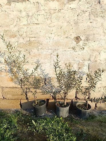 gul toxum satışı: Zeytun ağacı fidanları - Növ: Zeytun - Qablı fidanlar, müxtəlif — 2