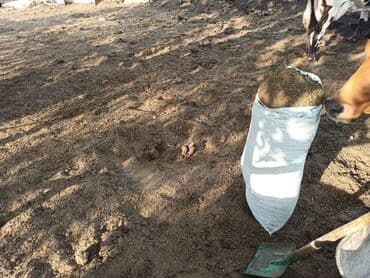 dibcək gulləri ev gulleri ve adlari: Toz halinda mal peyini - kisesi 2,60 q. ( boyuk kepek kisesinde) — 13