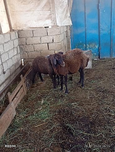 mal heyvan: Mol karaman qoyun yanda ekrey ve disi quzuya satilir tam sağlam — 1