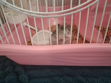 hamster evi: Hamster və qəfəs dəsti Məhsulun təsviri: - Nəfəsalan metallı — 1