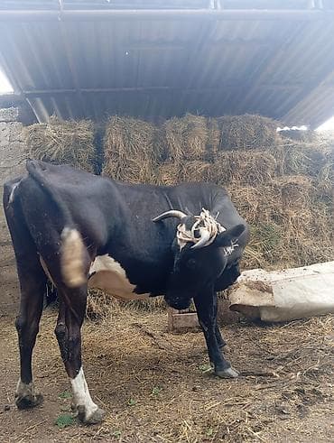 mal inək: Dişi, il: 5, Südlük, Ünvandan götürmə — 3