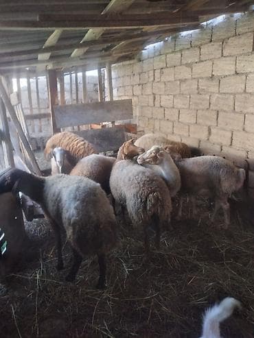jersey cinsi: Qoyun sürüsü – 9 baş Məhsul təsviri: - Fotoşəkillərdə göstərilən ailə — 3