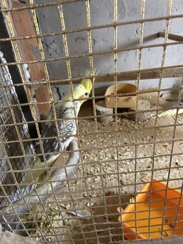 Кошки: Karela cut bala 5 aylig balalardi saglam quşlardi saxlaya bilmediyim — 4