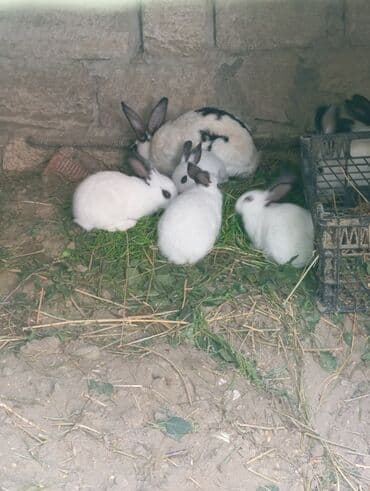 dovşan yuvasi: Ev dovşanları – qara‑ağ rəngli, uzunqulaqlı, zərif naxışlı balalar — 2