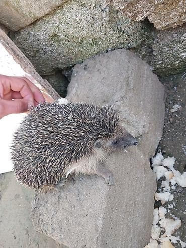 мейн кун: Kirpi – bağ üçün zərərvericilərə qarşı təbii “mühafizəçi” - Gecə — 6