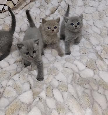 oglan it adlari: Britan, Dişi, Ünvandan götürmə, Pulsuz çatdırılma — 8