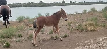 Salam aləykum Yevlax Erazisində satdığ at lazımdı mənə 450.500 arası lalafo.az -da Salam aləykum Yevlax Erazisində satdığ at lazımdı mənə 450.500 arası