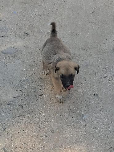 it yemi: 1 ay, Erkek, Peyvəndli — 2