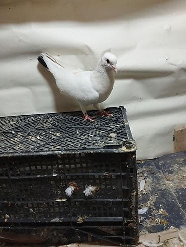 qus satisi: Qiymət Munasib Terkidirem Deyə satiram — 6