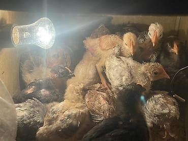 Gəmiricilər: Toyuq cücələri, Damazlıq — 1