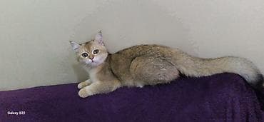 qoyun heyvan: Britan, Erkək, Yaxşı əllərə, Ödənişli çatdırılma — 2