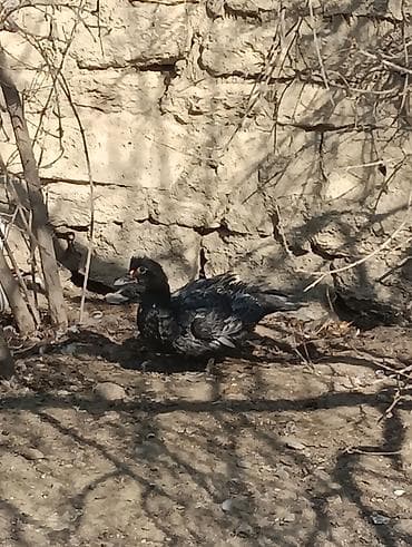 K/t heyvanları üçün mallar: Dişi, | Lal ördək, Damazlıq — 2