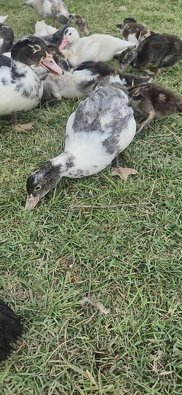 soya yemi: Muscovy (indoutka) ördək balaları - Cins: Muscovy/indo ördək - Yaş — 4