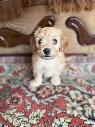 Птицы: Мальтийская болонка, 2 месяца, Самка, С прививками, Самовывоз, Бесплатная доставка — 3
