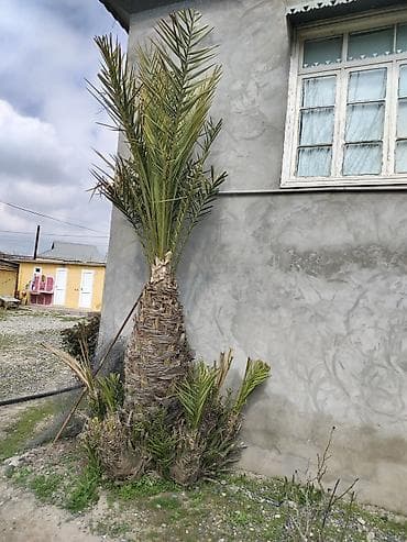 su matorlarinin satisi: Razılaşa yolu ilə — 1