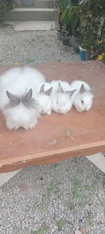 dovşan qefesi: Dovşanlar — 7