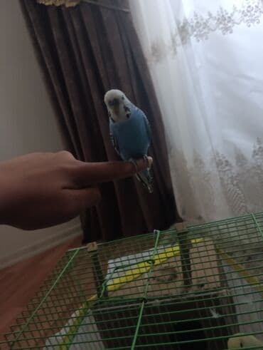 pişik adları erkek: Məhsul: Dalğalı tutuquşu (budağı/əlin üstündə durmağa öyrəşmiş) — 9