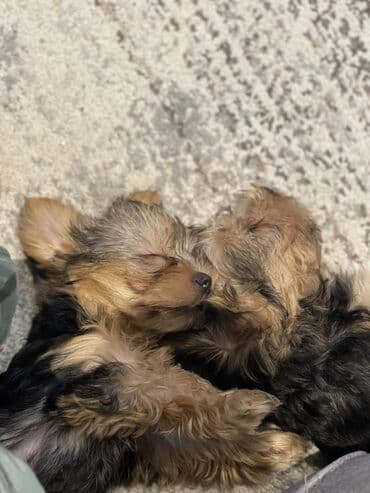 Gəmiricilər: Yorkşir teryer, 2 ay, Erkek, Pulsuz çatdırılma — 3