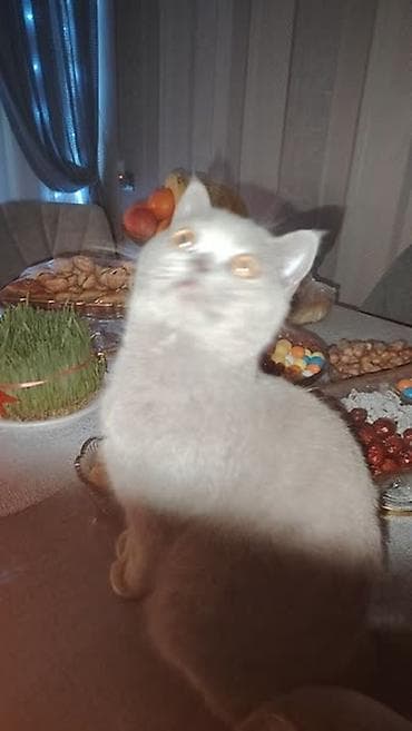 Britan, Erkək, Yaxşı əllərə, Ödənişli çatdırılma