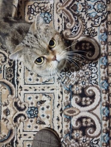 pişik adı: Britan, Dişi, Yaxşı əllərə, Ünvandan götürmə — 2