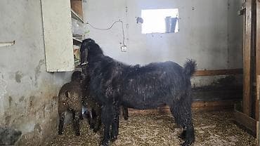 ereb kecileri: Hələb keçisi təmiz qan.Çox iri heyvandır həmdə çox aktivdir.Diri — 2