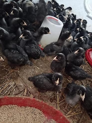 Кошки: Куриные цыплята, Для разведения — 2