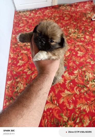 it alanlar: Pekines — 3