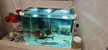 akvarium isiqlari: Akvaryum komplekti - Şüşə akvaryum: düzbucaqlı forma, qalın şüşə — 1