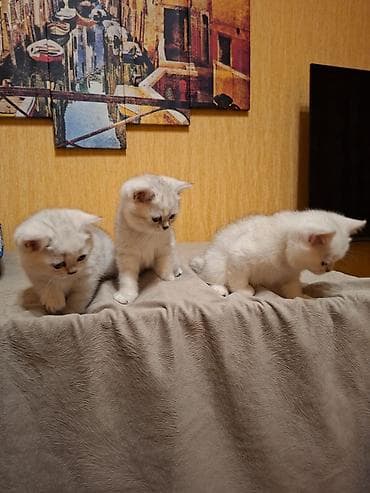 heyvan pişik: Britan — 8