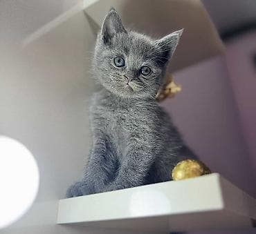 pisik ucun yuva: Britan — 8