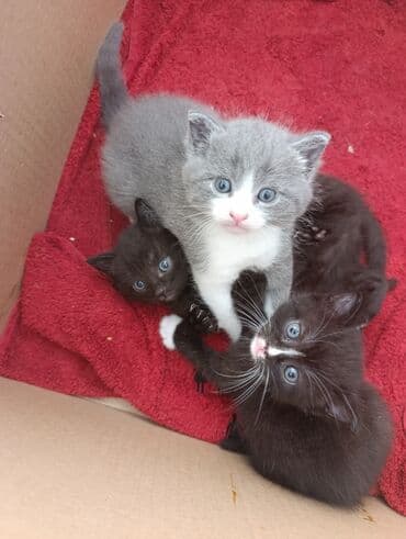 котята породистые купить: Британская, В добрые руки — 5