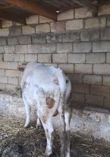 yerli inekler: Məhsul: Ağ rəngli, ləkəli erkək dana/öküz Təsvir: - Ağ əsas rəngdə — 1